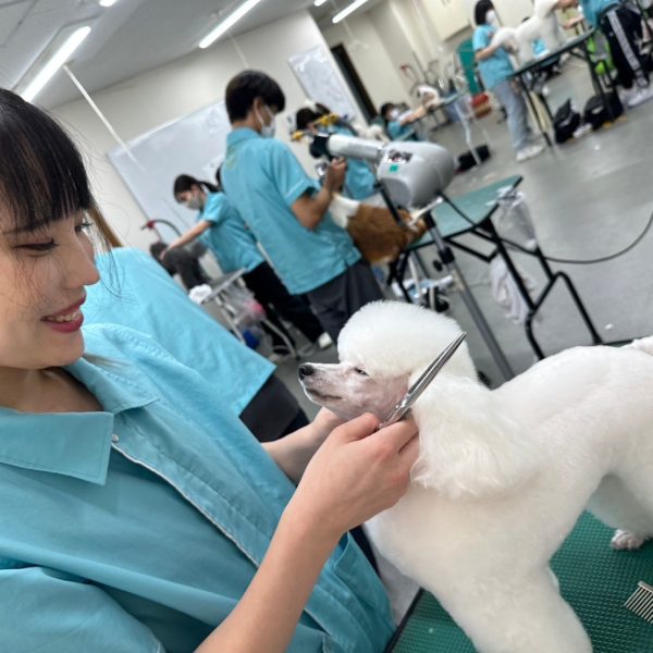 ナンバペット美容学院　トイプードル　試験のカット