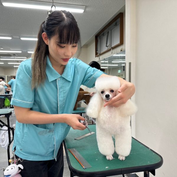 ナンバペット美容学院　実習風景　トイプードル　試験のカット　2時間でカットができる