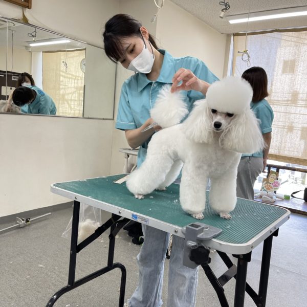 ナンバペット美容学院　JKCの試験のカット　トイプードル